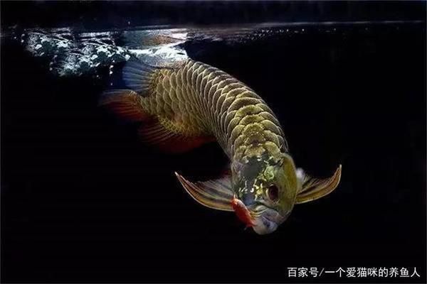 龍魚好養(yǎng)嗎龍魚怎么養(yǎng)：龍魚養(yǎng)殖需要注意的事項， 龍魚百科 第4張