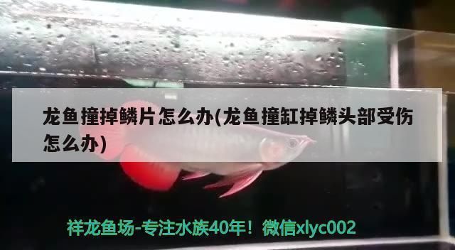 龍魚掉鱗片怎么辦：如何處理龍魚掉鱗片問題 龍魚百科 第2張