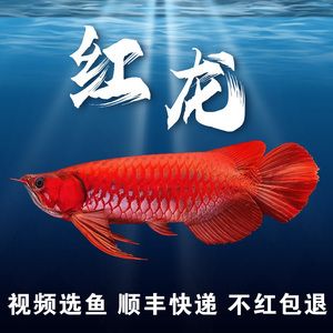 賽級龍魚多少錢：賽級龍魚養(yǎng)殖技巧分享：賽級龍魚的價格因素有哪些 龍魚百科 第3張