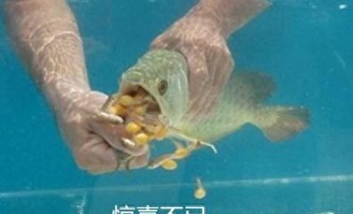 龍魚多久會餓死：如何判斷龍魚的饑餓耐受能力 龍魚百科 第5張