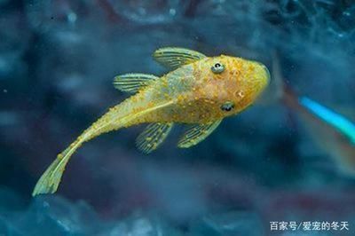 龍魚缸養(yǎng)什么魚好一點：龍魚缸適合養(yǎng)什么魚，如何選擇合適的魚種來裝飾我的龍魚缸 水族問答