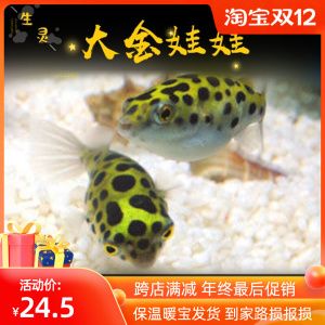 斑馬狗頭魚繁殖期餌料選擇：斑馬狗頭魚的繁殖期餌料選擇對于確保繁殖成功和仔魚健康成長至關(guān)重要 龍魚百科 第2張