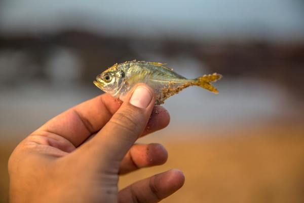 銀龍魚低溫環(huán)境適應(yīng)性：銀龍魚在低溫環(huán)境下的適應(yīng)性 龍魚百科 第5張