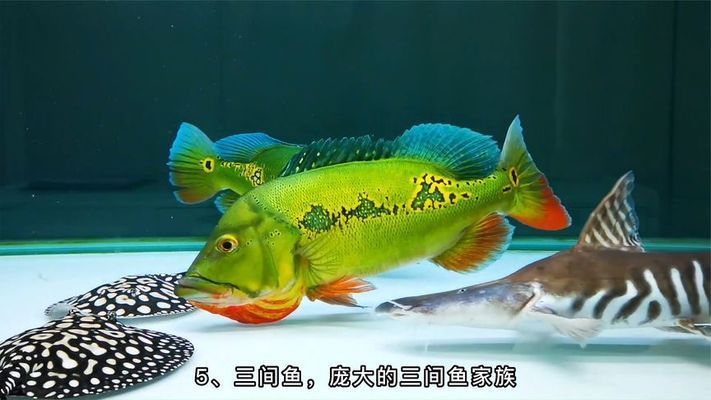 銀板魚苗混養(yǎng)的最佳搭配：銀板魚混養(yǎng)對水質(zhì)要求 龍魚百科 第2張