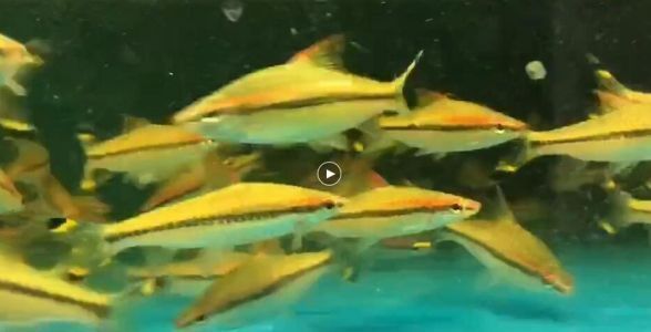 改善一眉道人魚水質(zhì)的方法：一眉道人魚最佳飼養(yǎng)密度, 龍魚百科 第2張