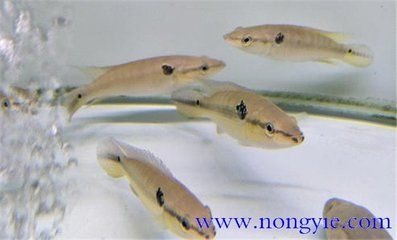 孔雀龍魚能長多大：孔雀龍魚養(yǎng)殖技巧分享 龍魚百科 第3張