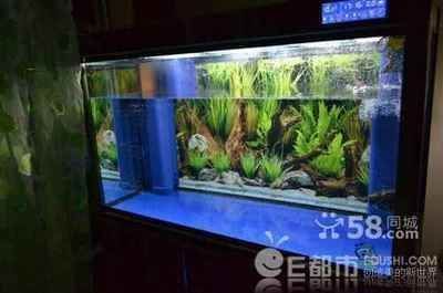 龍魚缸有必要加造浪泵嗎：如何選擇適合龍魚的造浪泵 龍魚百科 第5張