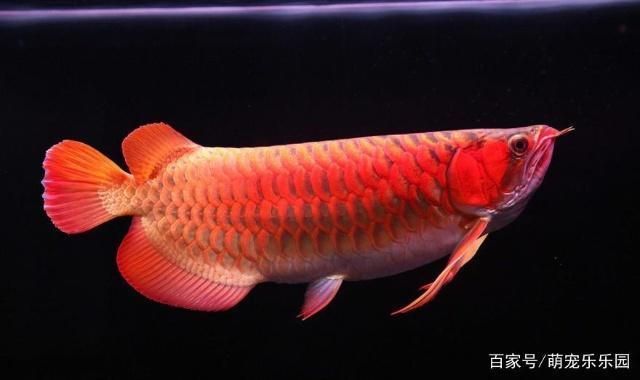 什么龍魚(yú)壽命最長(zhǎng)：金龍魚(yú)是壽命最長(zhǎng)的龍魚(yú)品種之一 龍魚(yú)百科 第5張