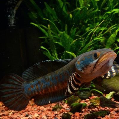 雷龍魚最佳飼養(yǎng)水溫范圍：雷龍魚水溫過高如何處理 龍魚百科 第5張