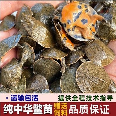 龍魚喂食小甲魚：喂食小甲魚時(shí)需要注意的問題，小甲魚喂養(yǎng)技巧分享 龍魚百科 第3張