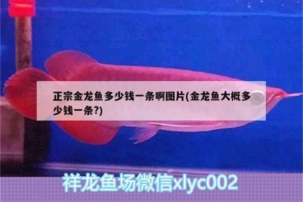 正宗的金龍魚多少錢一條：正宗的金龍魚價格可以從幾百元到幾十萬元不等 龍魚百科 第2張