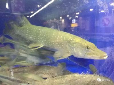 昆明龍魚市場在哪里？：昆明龍魚市場 龍魚百科 第2張