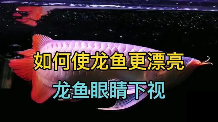 龍魚(yú)應(yīng)該怎么養(yǎng)才好看：龍魚(yú)最佳觀賞角度，龍魚(yú)色彩鮮艷秘訣 龍魚(yú)百科 第3張