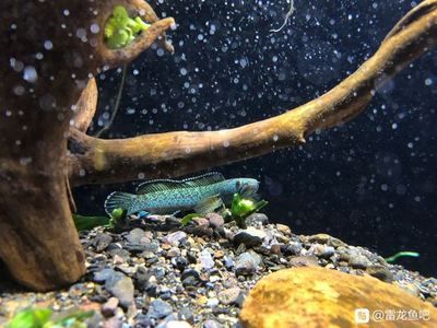 哪個(gè)雷龍魚好看：雷龍魚飼養(yǎng)難度排行 龍魚百科 第2張