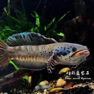 哪個(gè)雷龍魚好看：雷龍魚飼養(yǎng)難度排行 龍魚百科 第4張