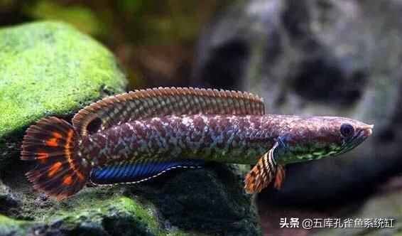 雷龍魚(yú)苗飼養(yǎng)：飼養(yǎng)雷龍魚(yú)苗需要注意以下幾個(gè)關(guān)鍵點(diǎn) 龍魚(yú)百科 第5張