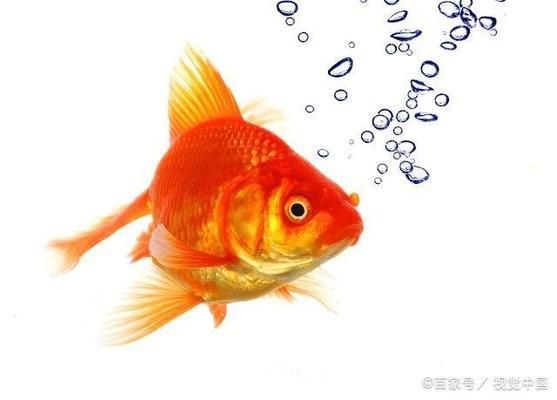 古典過背金龍魚什么時(shí)候發(fā)色最好看 龍魚百科 第5張