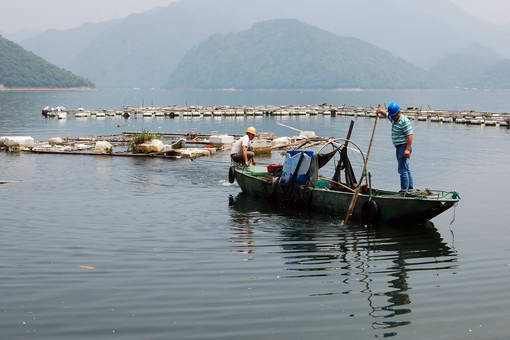 龍魚工業(yè)漁場：龍魚工業(yè)漁場主要產(chǎn)品是什么？ 水族問答