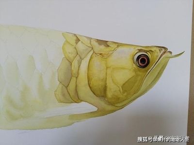 龍魚幼苗好養(yǎng)嗎怎么養(yǎng)：龍魚幼苗光照需求詳解 龍魚百科 第4張