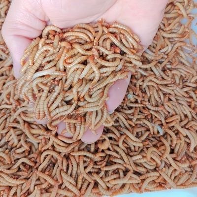 金龍魚觀賞魚吃什么飼料好：金龍魚專用飼料品牌推薦,如何判斷金龍魚飼料新鮮度 龍魚百科 第5張