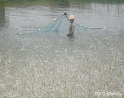 龍魚購買渠道有哪些：購買龍魚時有哪些注意事項需要提前了解龍魚購買渠道 水族問答 第1張