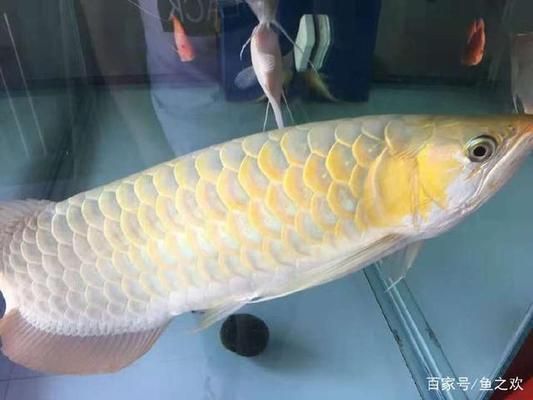 龍魚估價(jià)：如何判斷一條龍魚是否為真實(shí)存在 水族問答 第1張