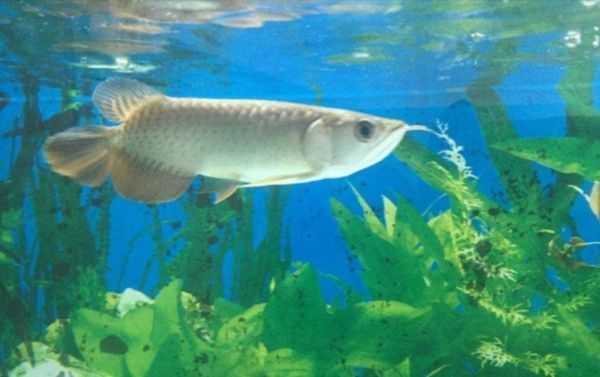 龍魚改口吃飼料會死嗎為什么：龍魚長期只吃飼料會導致死亡嗎？ 龍魚百科 第3張