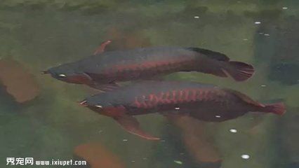 龍魚怎么賣出去：個(gè)人出售龍魚注意事項(xiàng) 龍魚百科 第1張