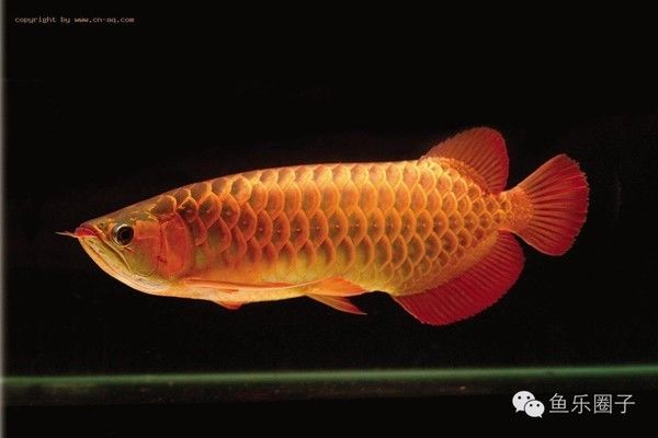 龍魚鼓鰓怎么治療好：關(guān)于龍魚鼓鰓的問題 水族問答 第1張