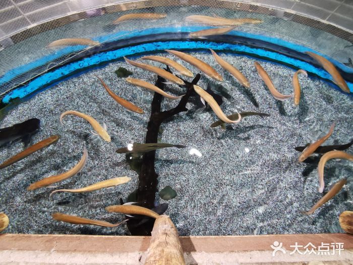 北京龍魚養(yǎng)殖基地地址查詢：北京龍魚養(yǎng)殖基地 龍魚百科 第4張