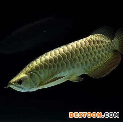 金龍魚(yú)性情兇猛：金龍魚(yú)的性情是兇猛的嗎？ 龍魚(yú)百科 第3張