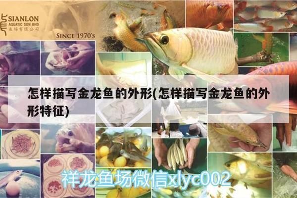 金龍魚外觀描寫句子：金龍魚與錦鯉的區(qū)別：金龍魚與錦鯉的區(qū)別,金龍魚與錦鯉的區(qū)別 龍魚百科 第3張