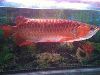 紅龍魚(yú)拍賣(mài)：紅龍魚(yú)拍賣(mài)價(jià)格影響因素