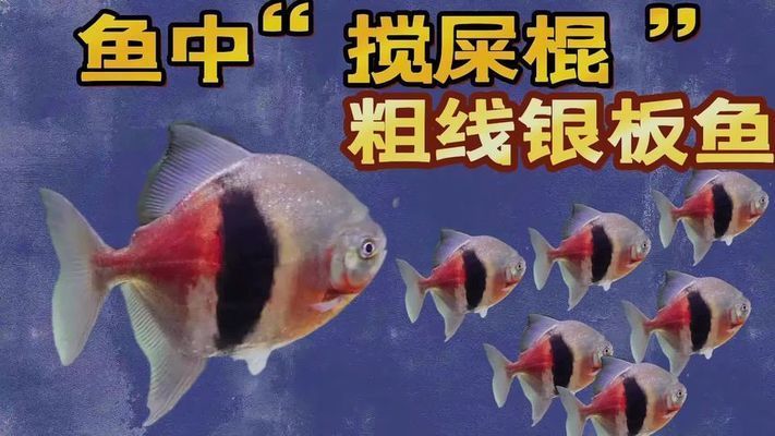 龍魚觀賞價值排行榜最新：龍魚的觀賞價值排行榜 水族問答