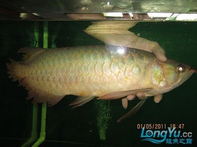 龍魚做手術(shù)多少錢一斤：龍魚手術(shù)的費(fèi)用是多少 龍魚百科 第2張