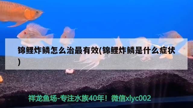 龍魚炸鱗了可不可以喂它吃的vs祥龍魚場：龍魚炸鱗后的護理方法如何預(yù)防龍魚炸鱗后的護理方法 vs祥龍魚場 第4張