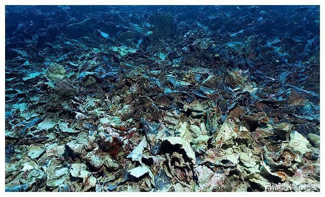 龍魚觀賞魚飼料怎么配比：關(guān)于龍魚飼料的5個(gè)疑問 水族問答 第1張