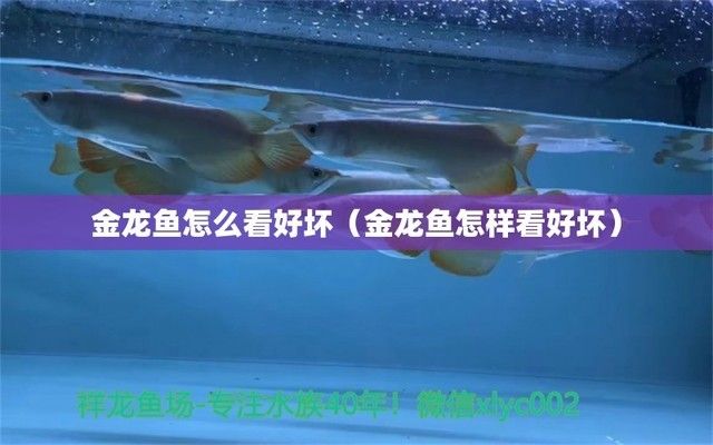 金龍魚產(chǎn)品好不好用怎么看出來：金龍魚產(chǎn)品牌發(fā)展歷程簡介 龍魚百科 第1張