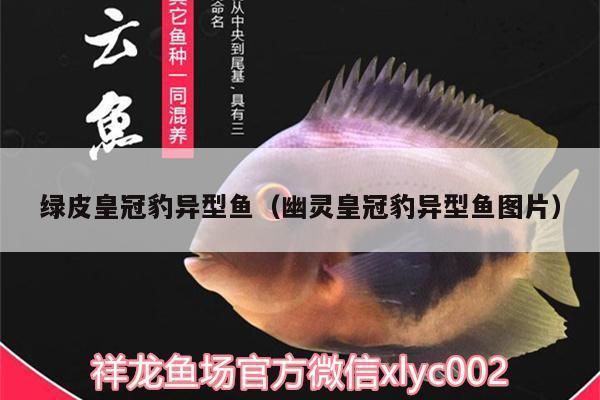 綠皮皇冠豹魚：依華萊斯（evnice）魚缸自動(dòng)喂食器