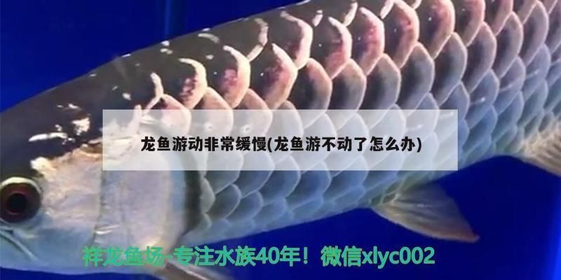 龍魚在魚缸底部不動為什么vs祥龍魚場：龍魚在魚缸底部不動可能有多種原因 vs祥龍魚場 第4張