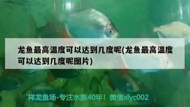 龍魚最高溫度可以達(dá)到幾度vs祥龍魚場：祥龍魚場的養(yǎng)殖技術(shù)高溫對龍魚的影響 vs祥龍魚場 第2張