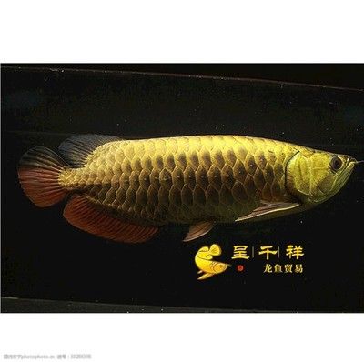 呈千祥龍魚(yú)貿(mào)易：呈千祥龍魚(yú)貿(mào)易公司排名對(duì)比印尼紅龍魚(yú)市場(chǎng)價(jià)格 龍魚(yú)百科 第5張