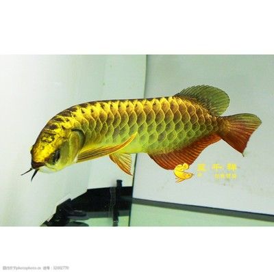 呈千祥龍魚(yú)貿(mào)易：呈千祥龍魚(yú)貿(mào)易公司排名對(duì)比印尼紅龍魚(yú)市場(chǎng)價(jià)格 龍魚(yú)百科 第3張