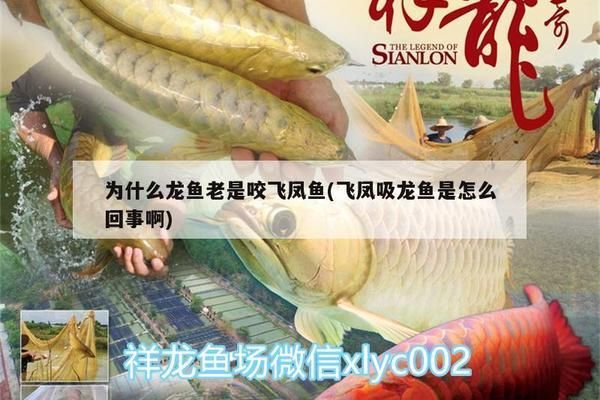 龍魚咬到要打疫苗嗎vs祥龍魚場：龍魚咬人后需要打疫苗嗎祥龍魚場的評價如何觀賞魚疫苗接種指南 vs祥龍魚場 第3張