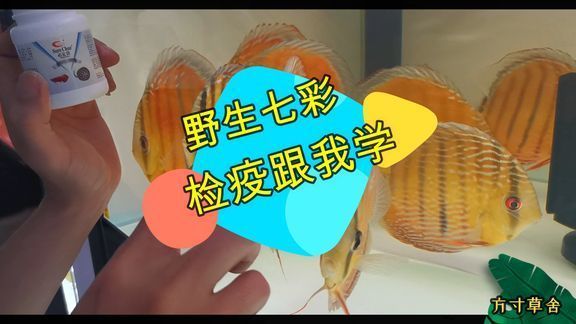 龍魚好玩嗎：養(yǎng)一只龍魚是一個不錯的選擇 水族問答 第2張