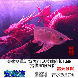 龍魚背景紙什么樣的好用：龍魚背景紙粘貼技巧詳解 龍魚百科 第1張