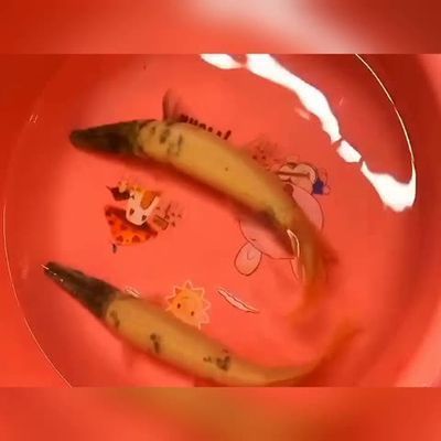 土霉素對(duì)龍魚(yú)的作用vs祥龍魚(yú)場(chǎng)：土霉素對(duì)龍魚(yú)和祥龍魚(yú)的養(yǎng)殖效果作用機(jī)理