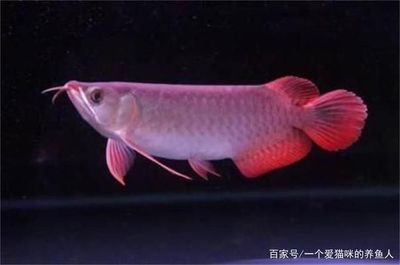 龍魚常見品種飼養(yǎng)與現(xiàn)狀參考文獻：龍魚常見品種飼養(yǎng)與現(xiàn)狀