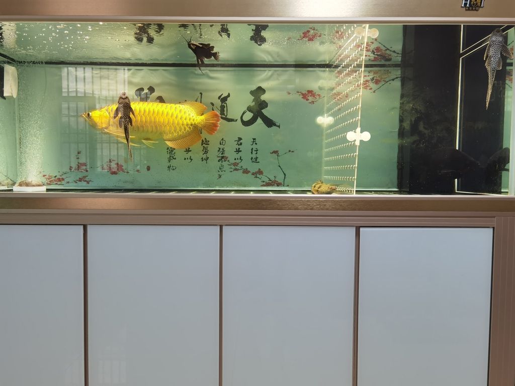 龍魚和蝴蝶錦鯉能混養(yǎng)嗎：龍魚和蝴蝶錦鯉可以混養(yǎng)么？ 水族問答