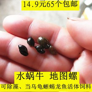 龍魚吃蘋果螺嗎：龍魚可以吃蘋果螺嗎，龍魚可以吃蘋果螺的結(jié)論是什么 龍魚百科 第4張